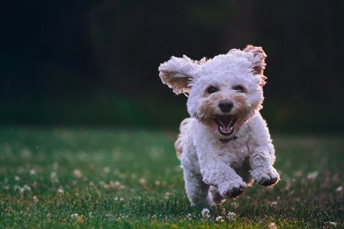 Dog owner reviewing pet insurance documents